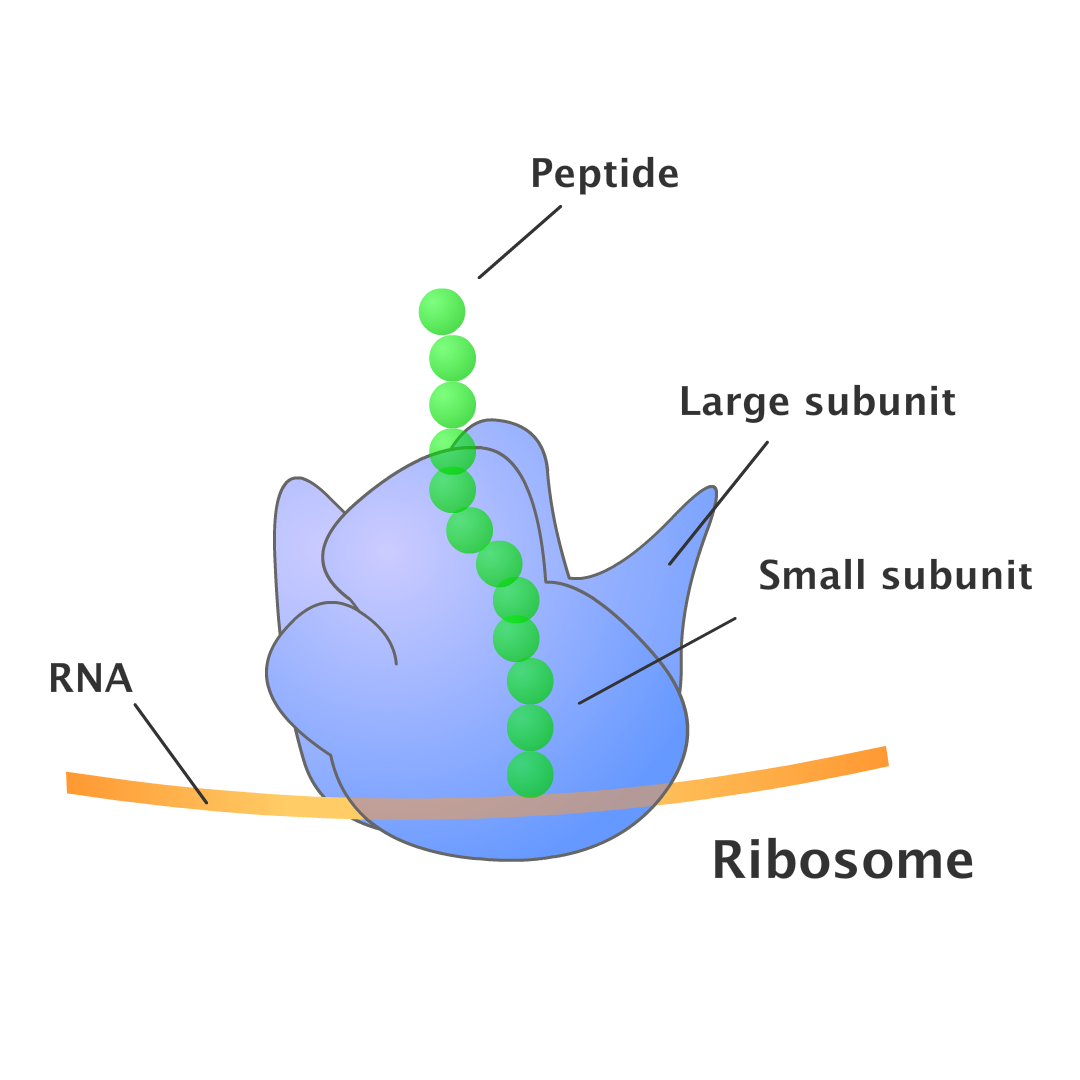 Virtual Yeast Cell - Pad Version